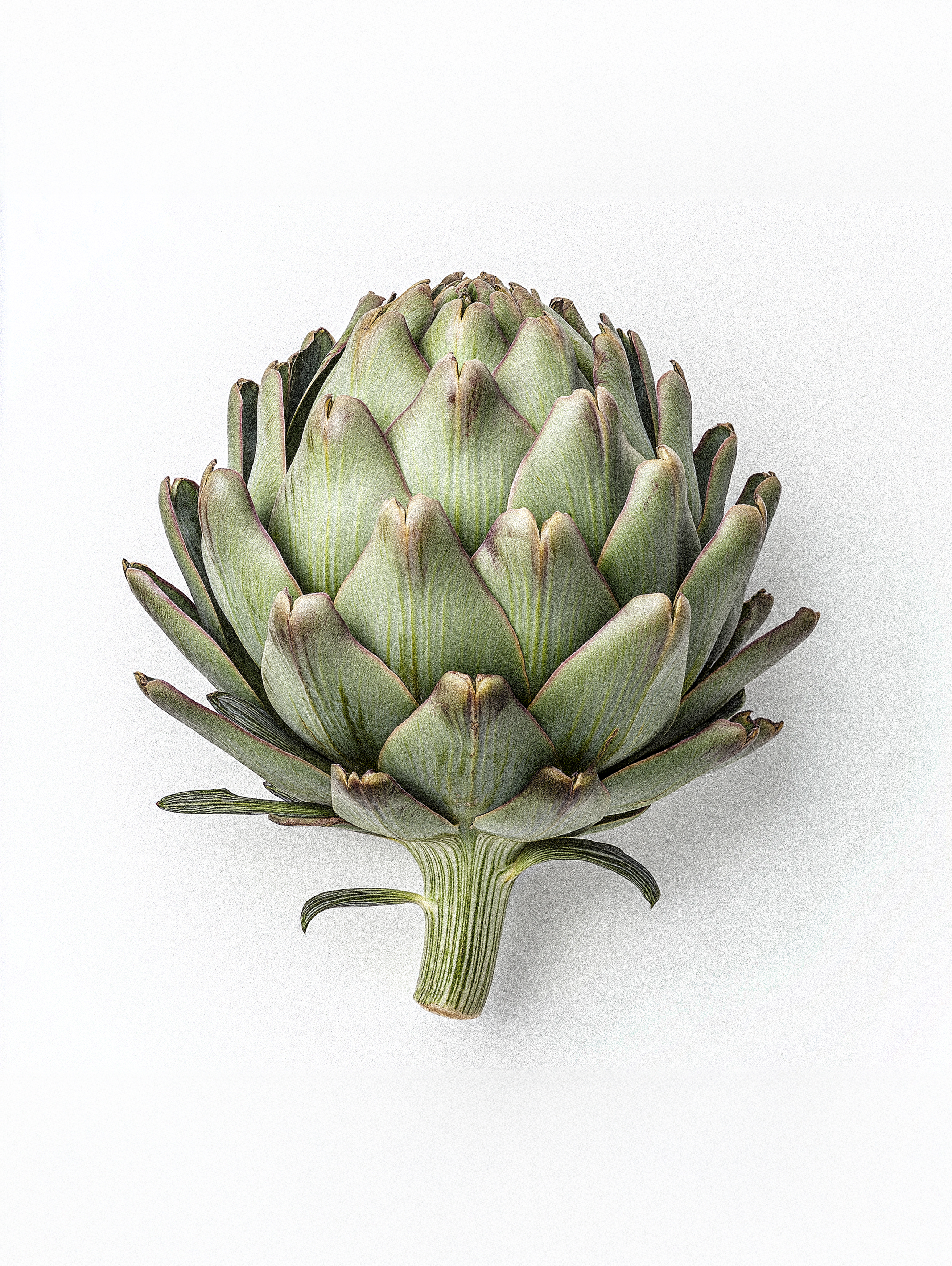 Artichoke